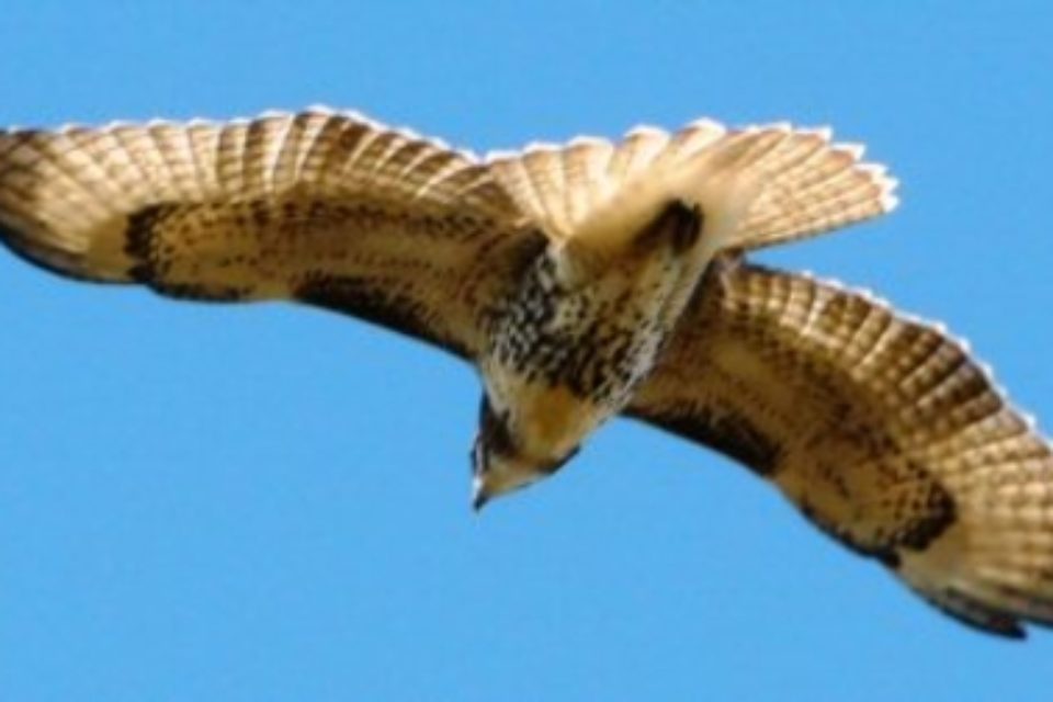 Greenwich Audubon Hawk watch weekend By Ted Gilman