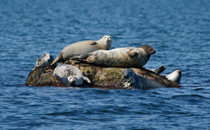 Kids_seals_norwalkaquarium What To Do: With the Kids Spring 2016