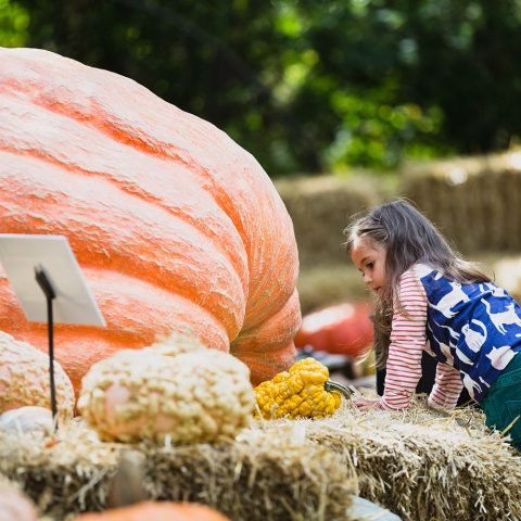 GiantLittle girl kneeling next to a giant pumpkin at Pumpkin Weekend @ NYBG