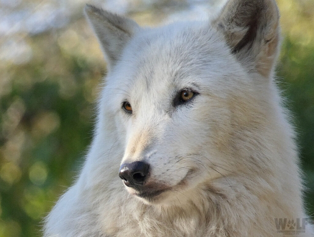 Full Moon Wolf Walk