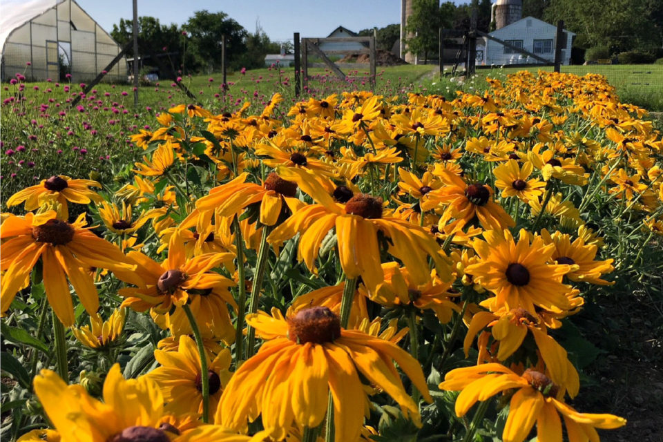 Hilltop Hanover Farm: Brews & BBQ - What To Do