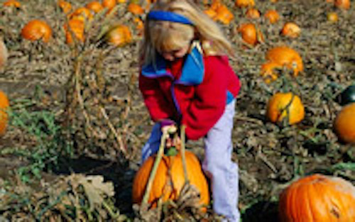 Little Girl picking a pumpkin from the fields at Muscoot Farm