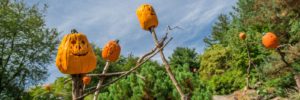 Spooky Pumpkin Garden @ NYBG