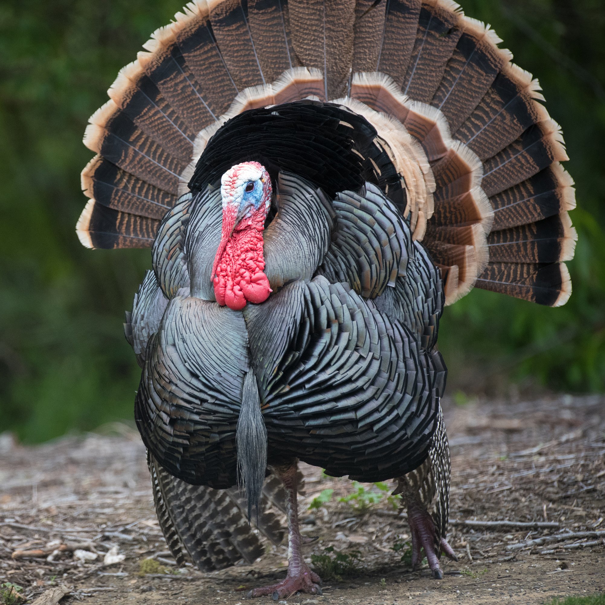 Parade, Lions and the Turkey Trot were all highlights of this