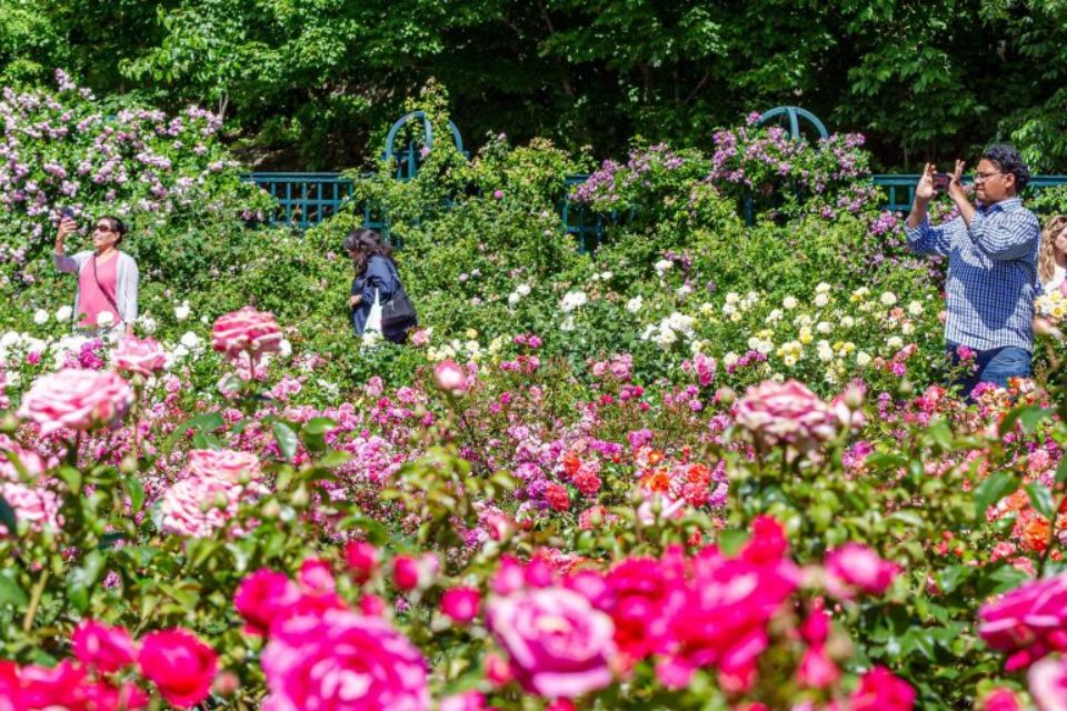 Rose Garden Weekend NYBG