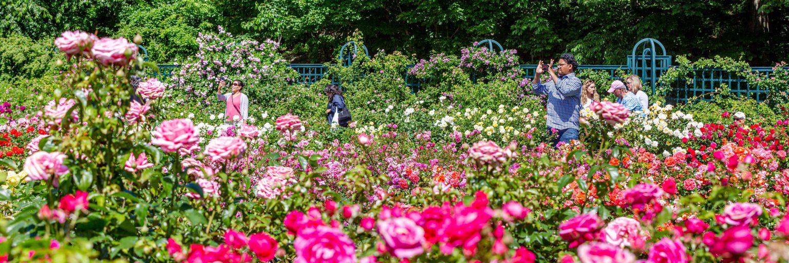 Rose Garden Weekend NYBG