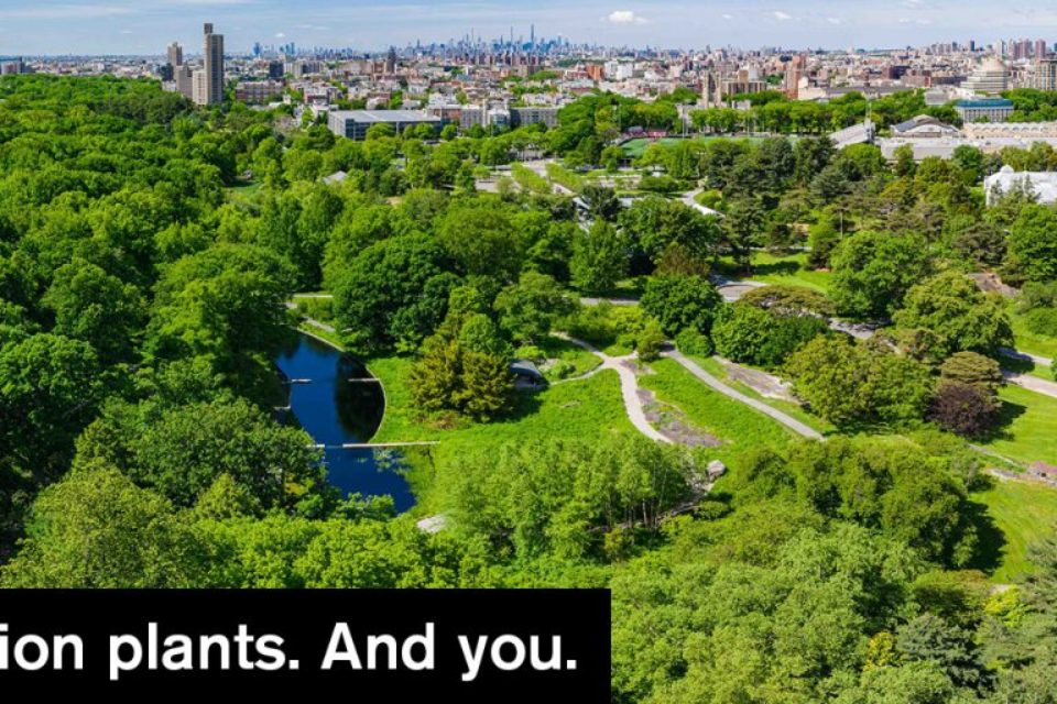 250 Acres. A Million Plants. And You. NYBG Reopens