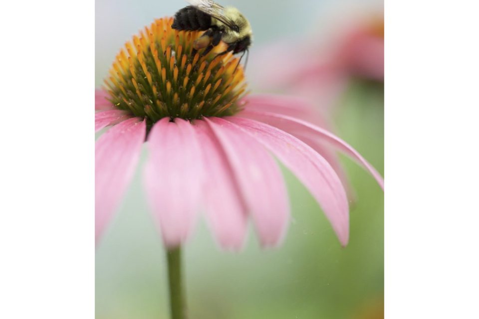 Native Plant Weekend at Rosedale