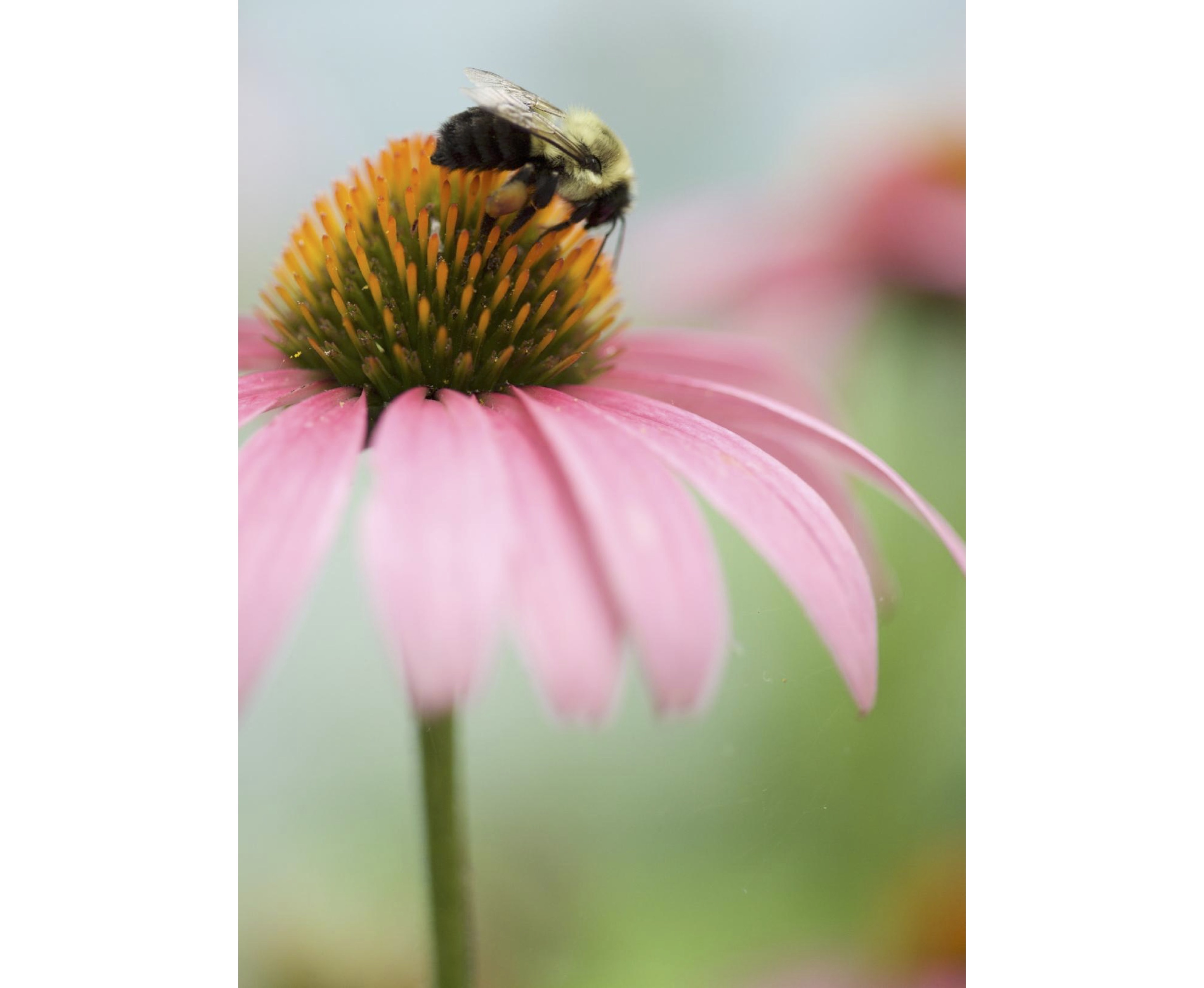 Native Plant Weekend at Rosedale