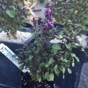 John Jay Herb Sale