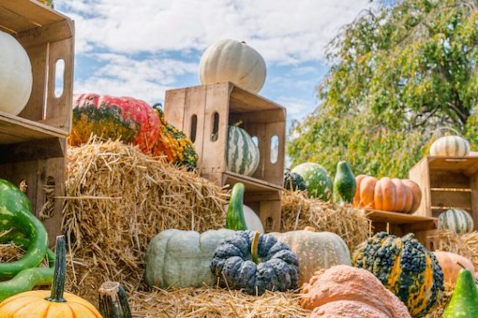 NYBG: Scarecrows & Pumpkins