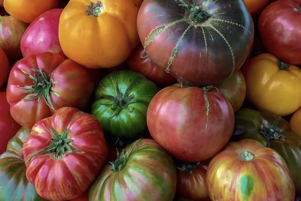 Weekend Tomato Tasting at Hilltop Hanover Farm