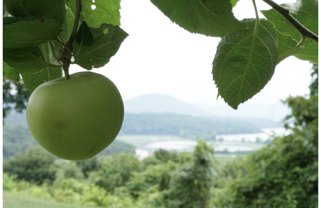 https://boscobel.org/events/heritage-applefest/?utm_source=newsletter&utm_medium=email&utm_content=TICKETS%20%2B%20INFO&utm_campaign=Applefest%20eblast