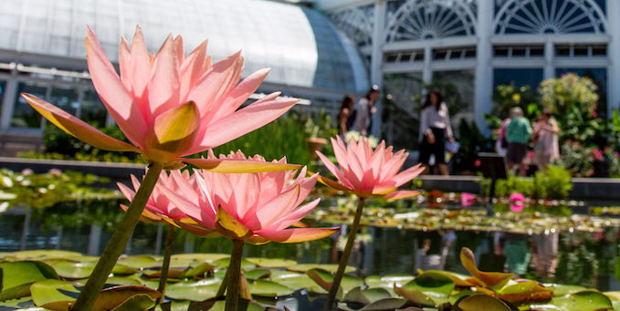 NYBG: Wine & Water Lilies