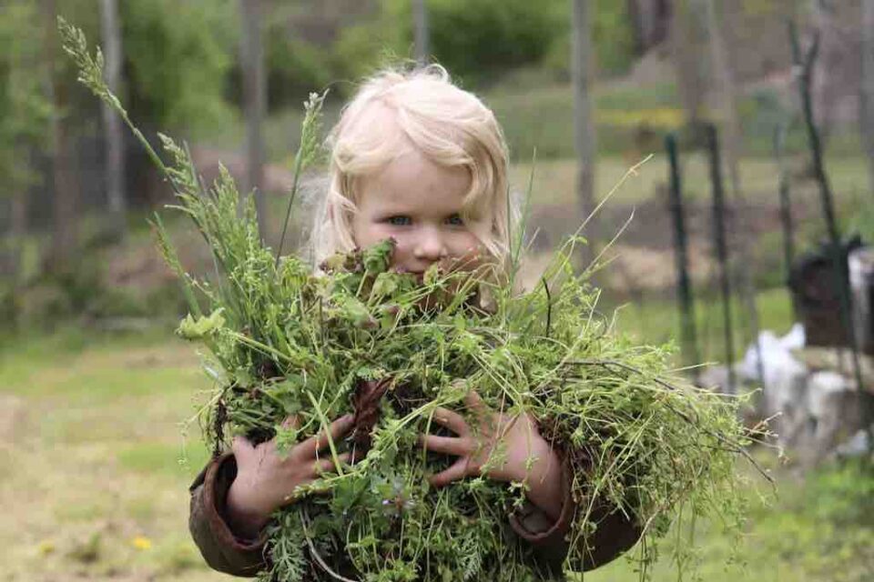 Family Forest Festival at Marsh Sanctuary