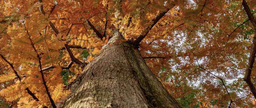 NYBG Fall Forest Weekends