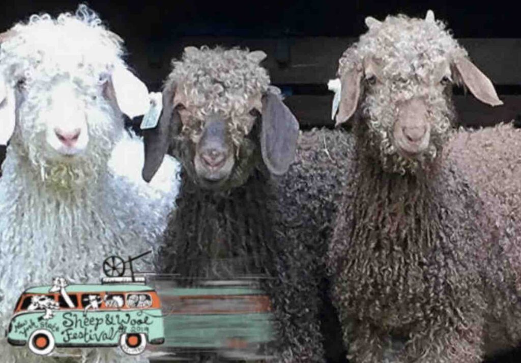 New York State Sheep and Wool Festival