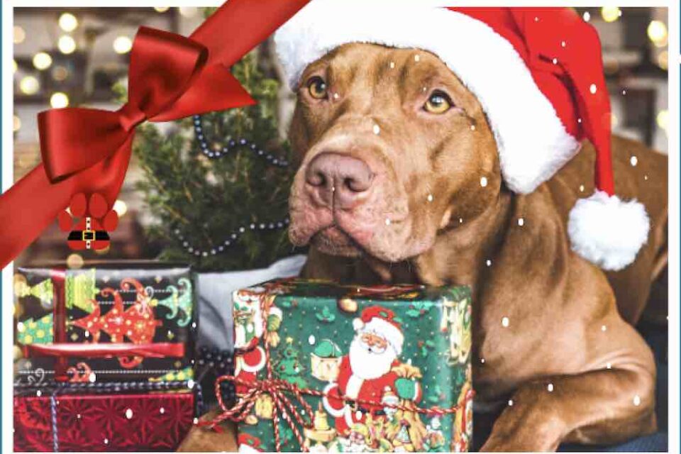 SPCA Westchester Holiday Open Hous