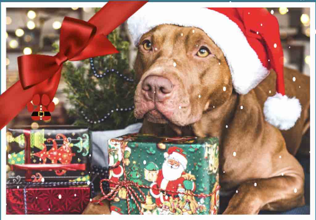 SPCA Westchester Holiday Open Hous