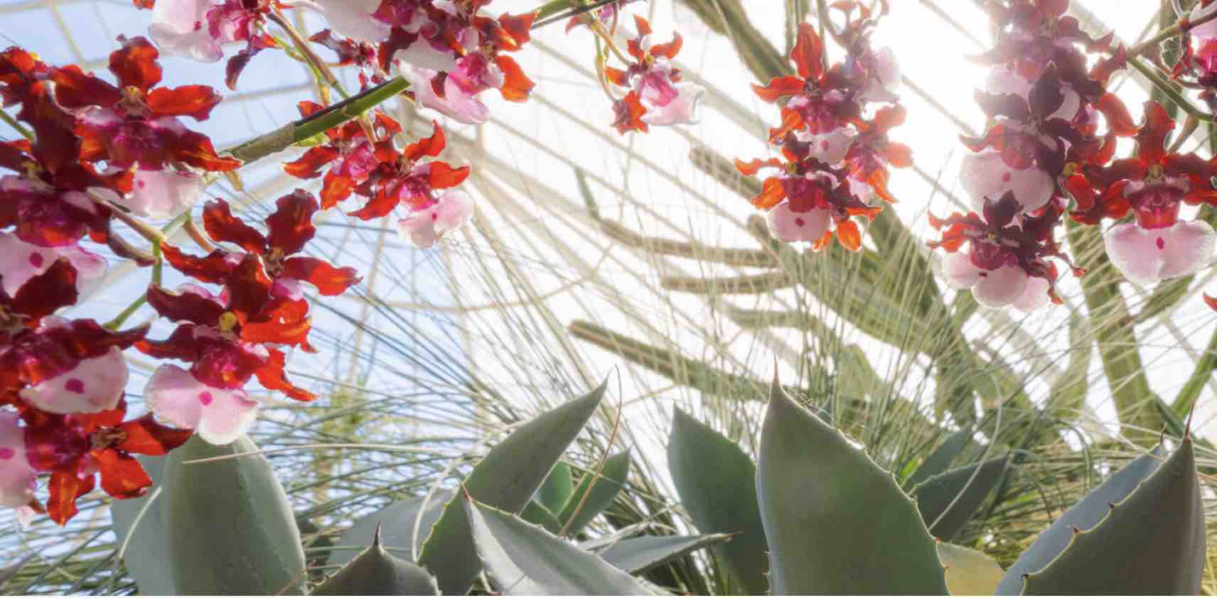 New York Botanical Garden Orchid Show: Mexican Modernism